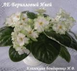 Фиалка ЛЕ-Берилловый Иней