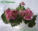 Фиалка ЛЕ-Шанталь