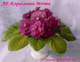 Фиалка ЛЕ-Коралловая Мечта
