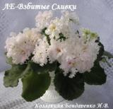 Фиалка ЛЕ-Взбитые Сливки