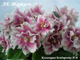 Фиалка ЛЕ-Маркиза