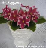 Фиалка ЛЕ-Карусель