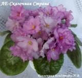 Фиалка ЛЕ-Сказочная Страна
