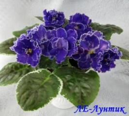 Фиалка ЛЕ-Лунтик