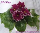 Фиалка ЛЕ-Марс