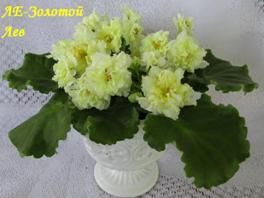 Фиалка ЛЕ-Золотой Лев