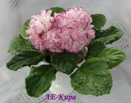 Фиалка ЛЕ-Кира