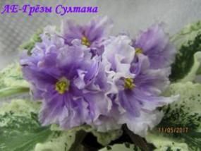 Фиалка ЛЕ-Грезы Султана