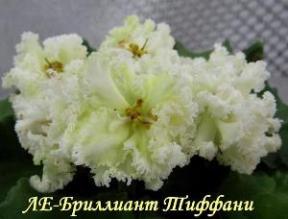 Фиалка ЛЕ-Бриллиант Тиффани