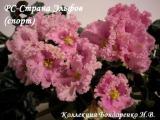 Фиалка РС-Страна Эльфов (cпорт)