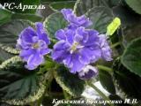 Фиалка РС-Ариель