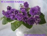 Фиалка РС-Сливовый Коктейль