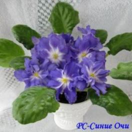 Фиалка РС-Синие Очи