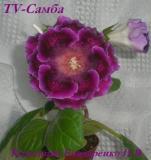 Глоксиния TV - Самба