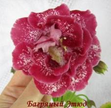 Глоксиния Багряный этюд