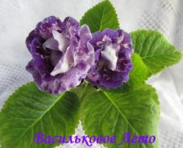 Глоксиния Васильковое Лето