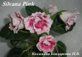 Глоксиния Silvana Pink