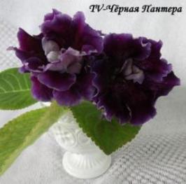 Глоксиния TV - Чёрная пантера