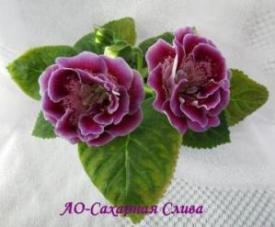 Глоксиния АО-Сахарная Слива