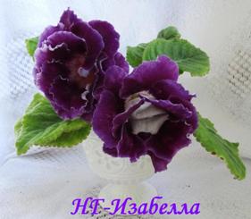 Глоксиния НГ-Изабелла