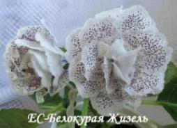Глоксиния ЕС-Белокурая Жизель