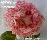Глоксиния НТ-Чудное Мгновенье
