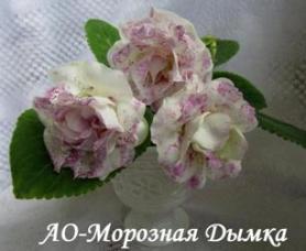 Глоксиния АО-Морозная Дымка