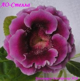 Глоксиния АО-Стелла