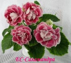 Глоксиния ЕС-Саламандра