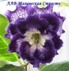 Глоксиния ЛАВ- Магическая Страсть