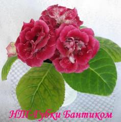 Глоксиния НТ-Губки Бантиком
