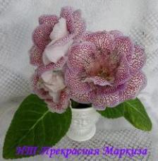 Глоксиния НТ-Прекрасная Маркиза