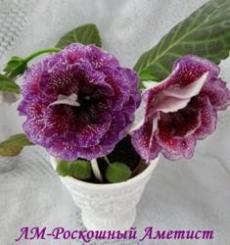 Глоксиния ЛМ - Роскошный Аметист
