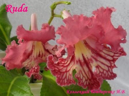  Ruda (7054) 