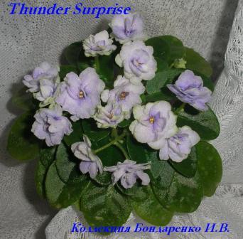  Thunder Surprise 