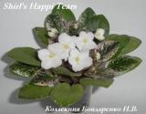Фиалка Shirl's Happi Tears