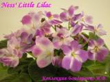Фиалка Ness' Little Lilac