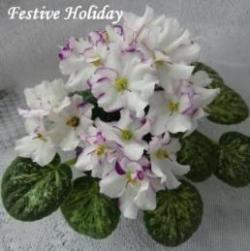 Фиалка Festive Holiday