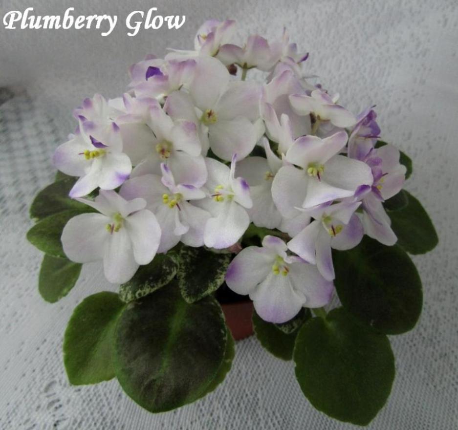  Plumberry Glow 