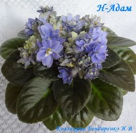 Фиалка Н-Адам
