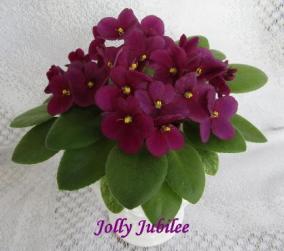Фиалка Jolly Jubilee