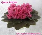 Фиалка Queen Sabrina