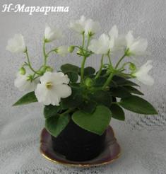 Фиалка Н-Маргарита