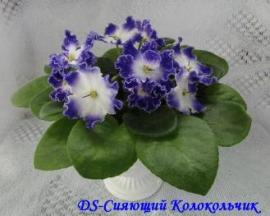 Фиалка DS-Сияющий Колокольчик