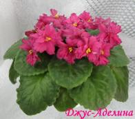 Фиалка ДжуС-Аделина