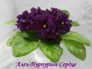 Фиалка Ален - Пурпурное Сердце (звезда)