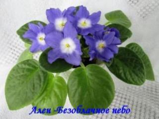 Фиалка Ален - Безоблачное Небо