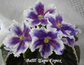 Фиалка ВАТ-Царь Горох