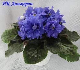 Фиалка НК-Ланжерон