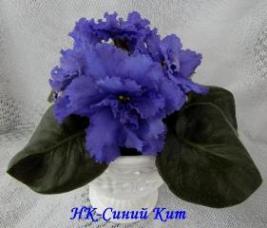 Фиалка НК-Синий Кит